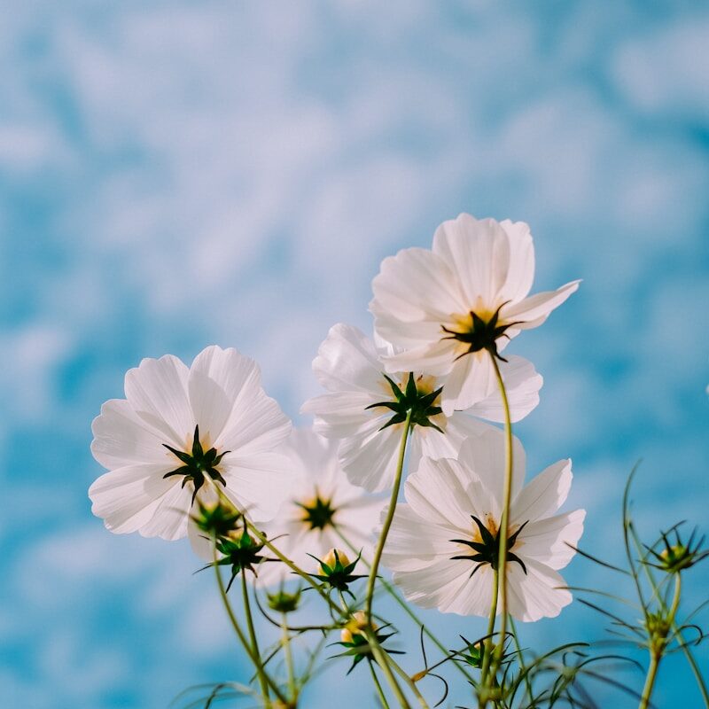 Photo by Mink Mingle white petaled flowers during day