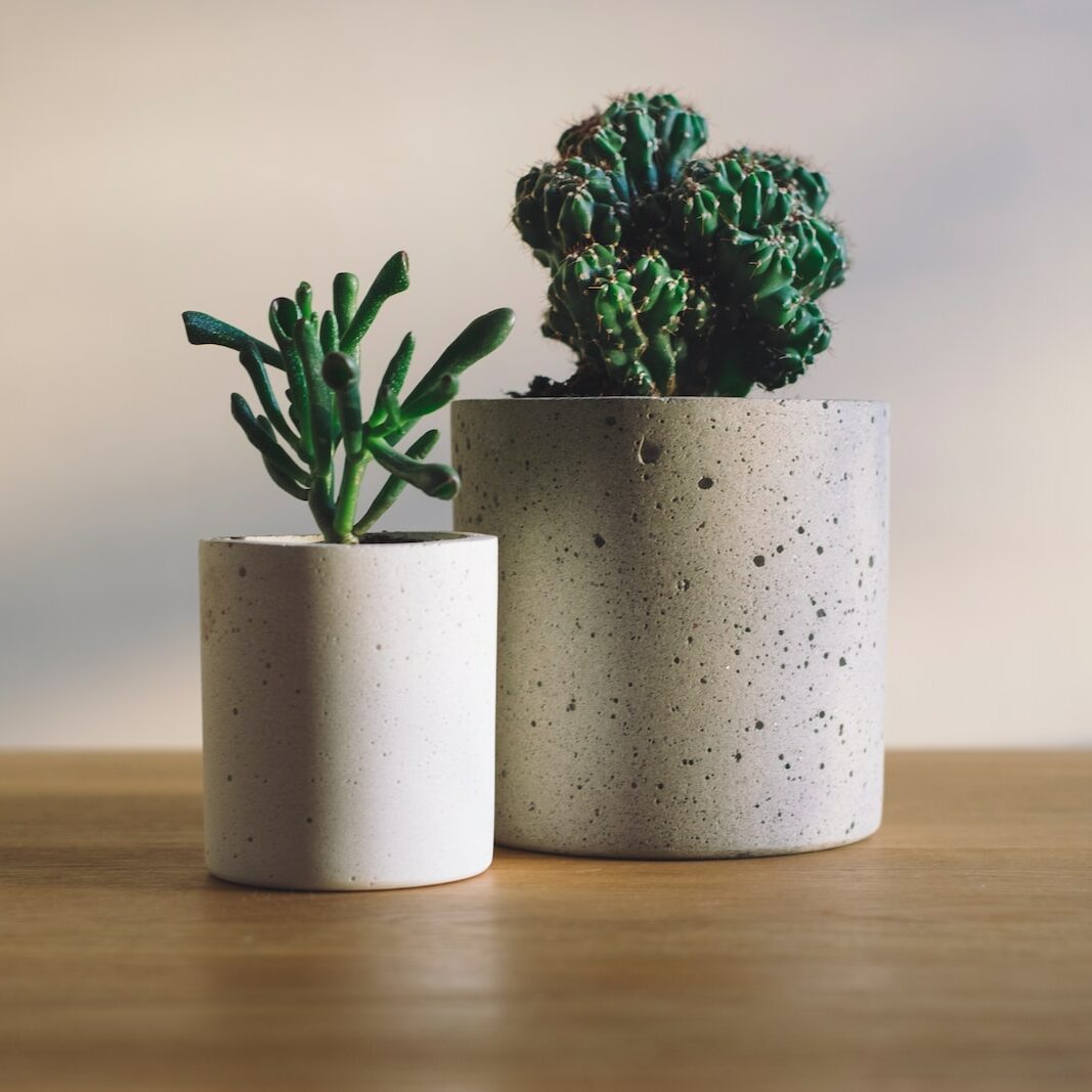 Photo by freddie marriage shallow focus photography of potted plants